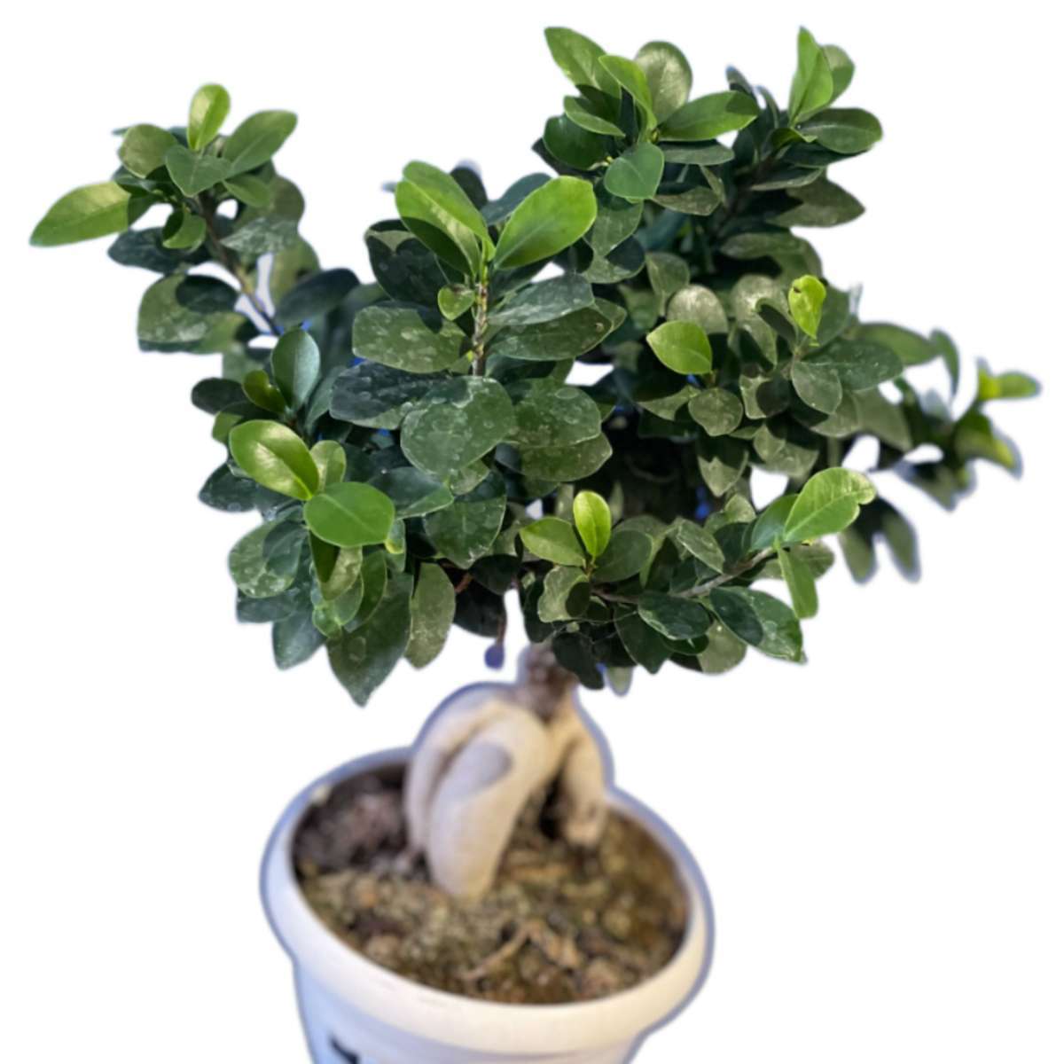 Ficus Microcarpa