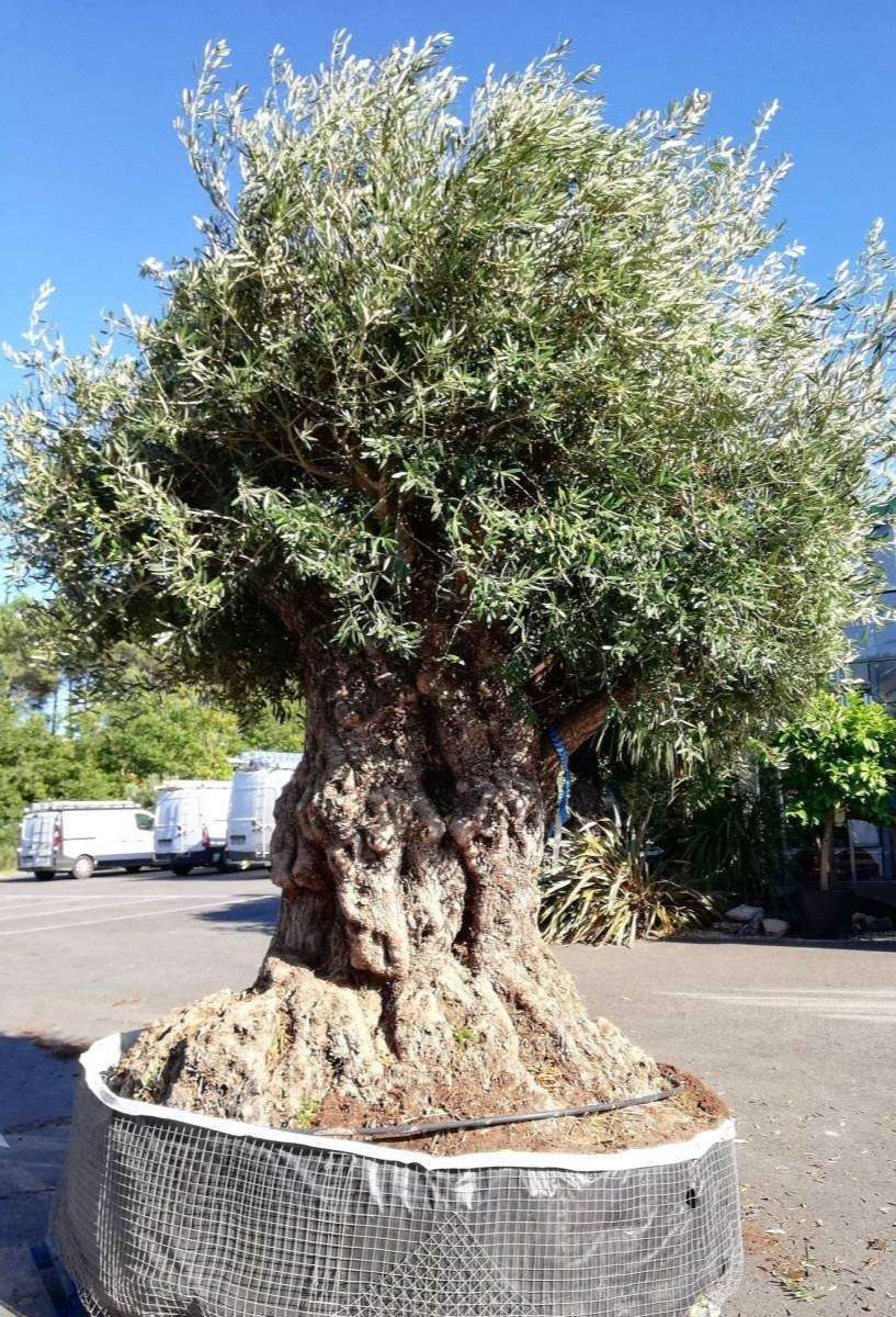 Olea Europeana