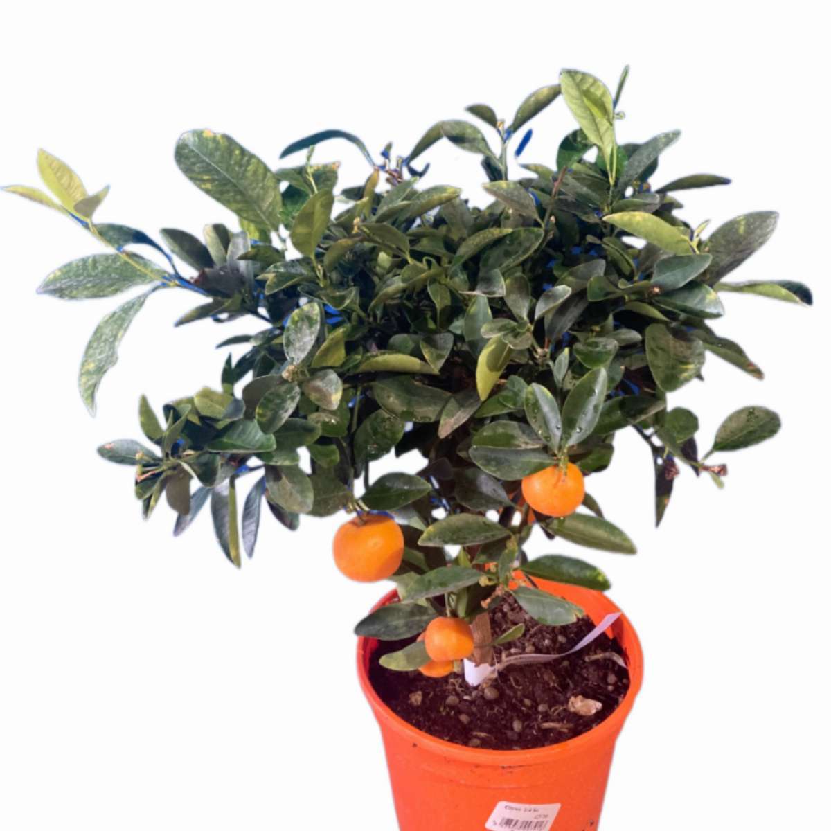 Calamondin 1/4 Tige